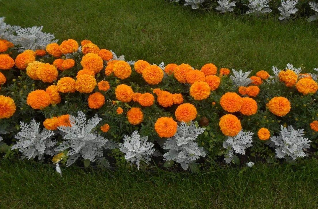 https://cdn1.ozone.ru/s3/multimedia-5/6644764985.jpg