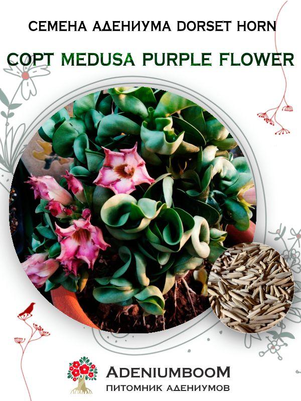 AdeniumBOOM | Семена адениума Dorset Horn, сорт Medusa Purple Flower 10-20% (2шт.) / Редкие семена цветов комнатных суккулентов / Адениум барашек медуза