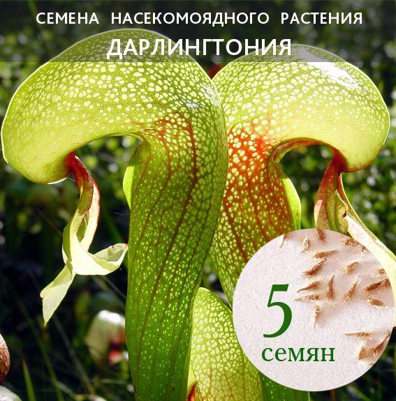 Семена Дарлингтонии 5 шт.