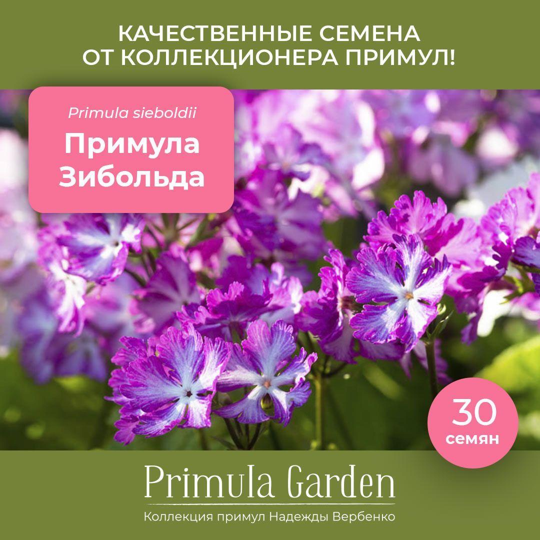 Семена примулы Зибольда, смесь расцветок, 30 штук