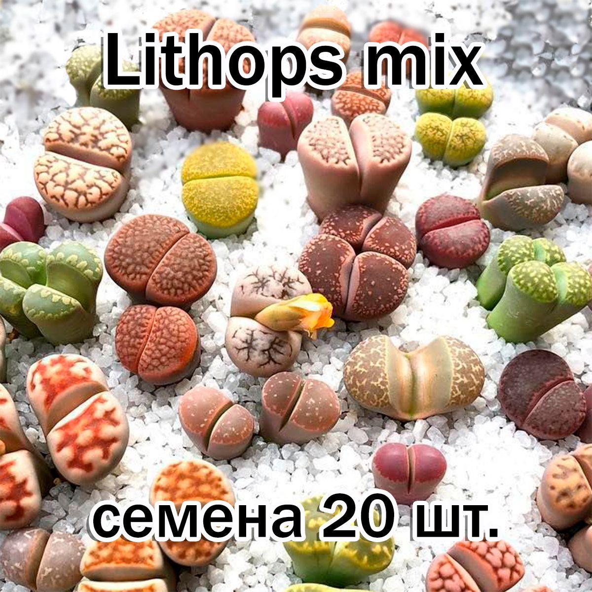 Суккулент Lithops mix (литопсы, живые камни) семена 20 штук смесь видов