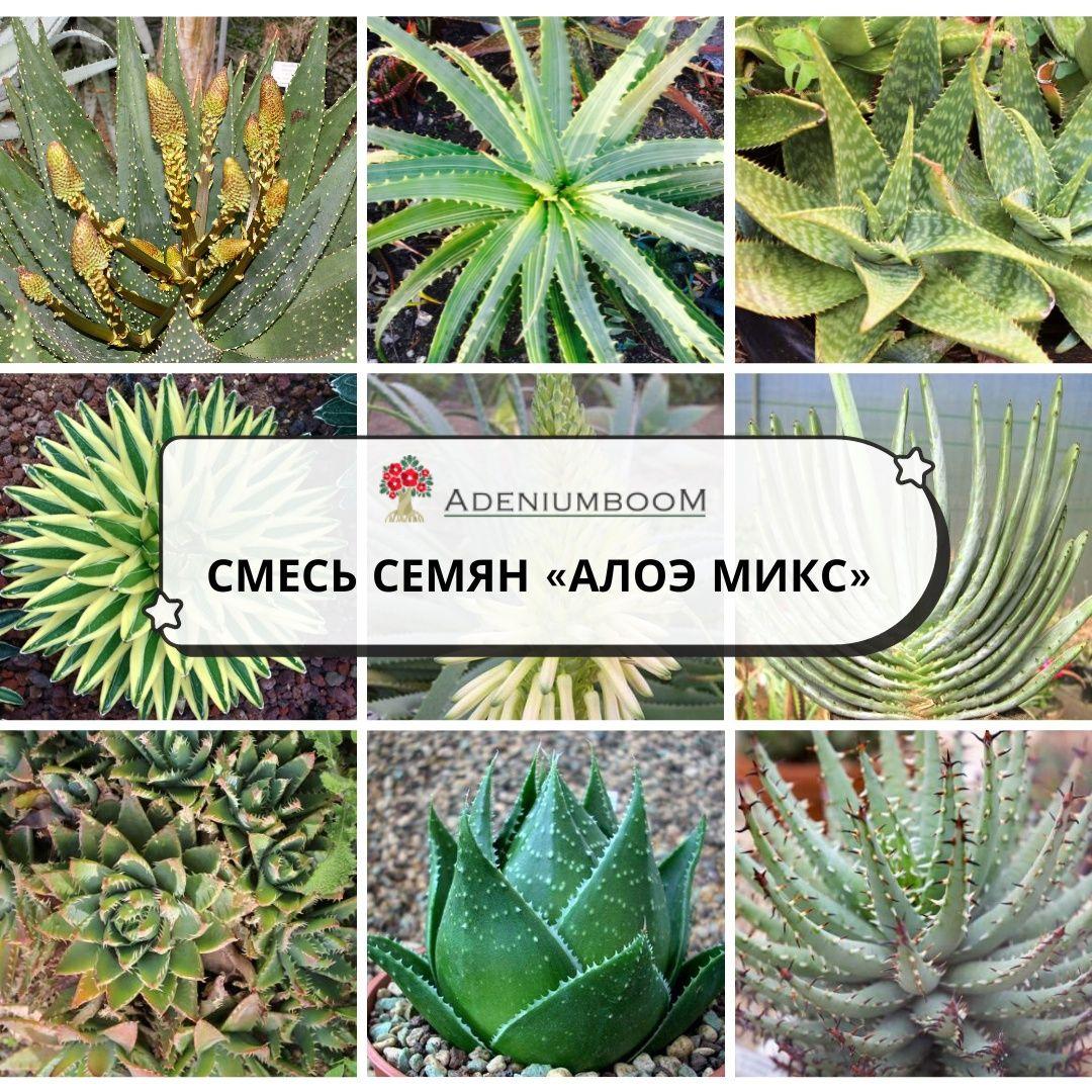 AdeniumBOOM | Семена Aloe Mix (5 шт.) / Алоэ Микс, семена редких экзотических комнатных растений