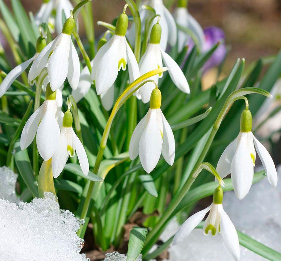 Подснежник Галантус - Galanthus (луковицы для посадки 5 шт)/ луковицы, делёнки многолетних растений / для дачи, сада, дома и балкона/