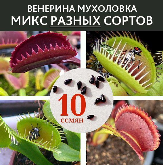 Мухоловка семена 10 шт. микс РАЗНЫХ сортов