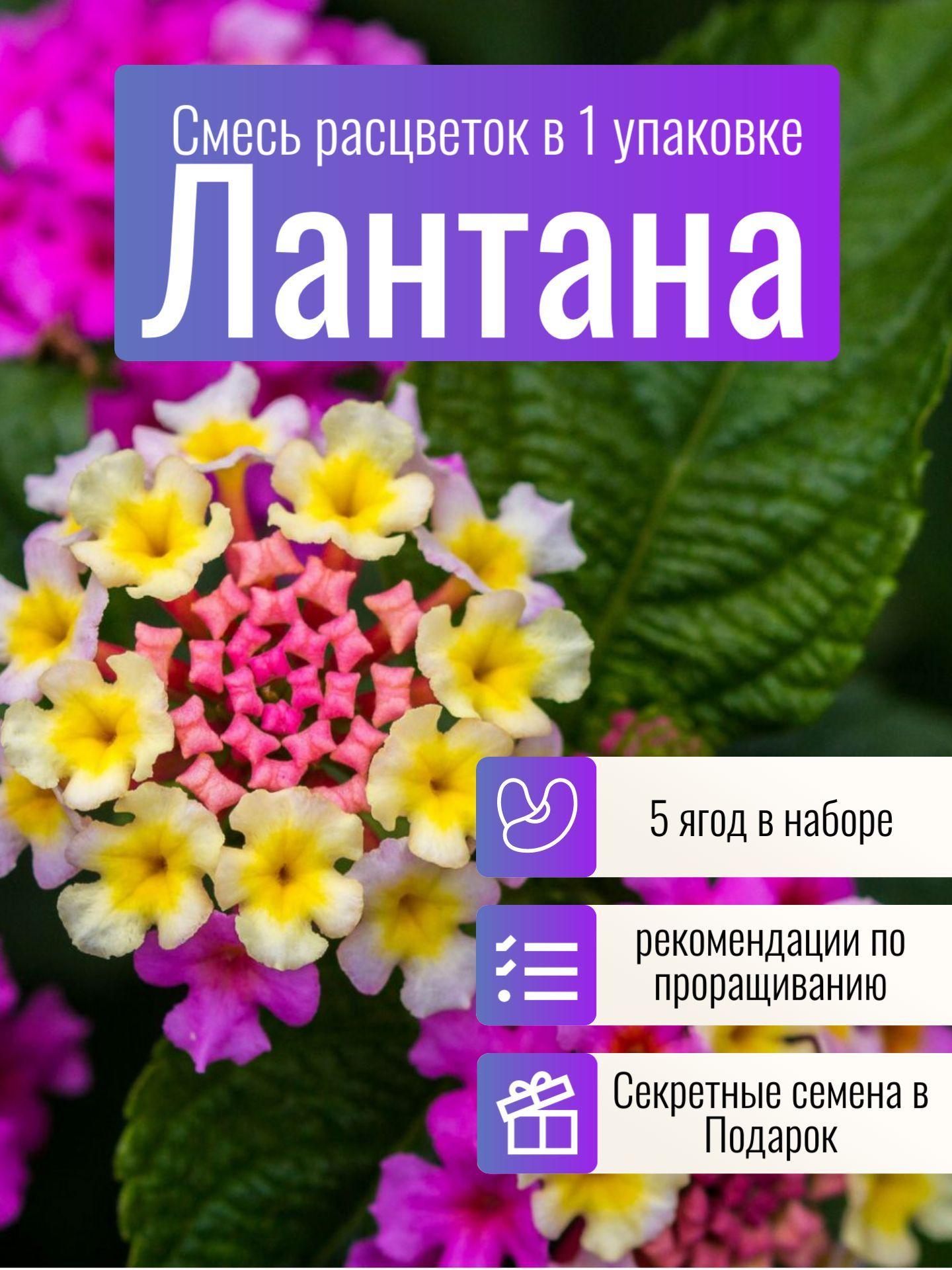 Лантана 5 ягод! Смесь расцветок + Рекомендации по проращиванию + Бонус