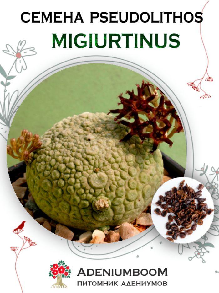 Семена Pseudolithos Migiurtinus (2 шт.) / Псевдолитос Мигиуртинус, семена редких экзотических комнатных растений