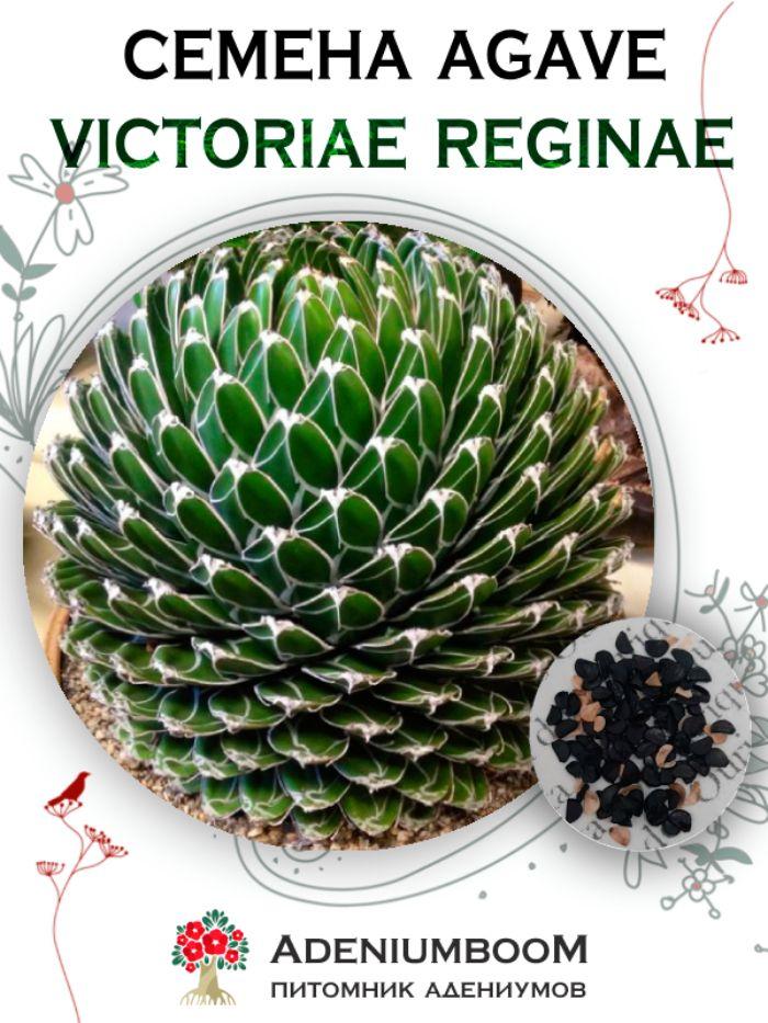 AdeniumBOOM | Семена Agave Victoriae Reginae (5 шт.) / Агава Королевы Виктории, семена редких экзотических комнатных растений