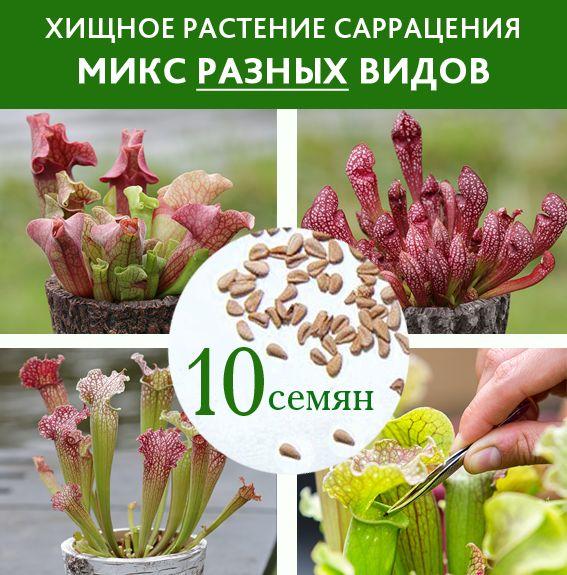 Семена Саррацений 10 шт. микс РАЗНЫХ видов