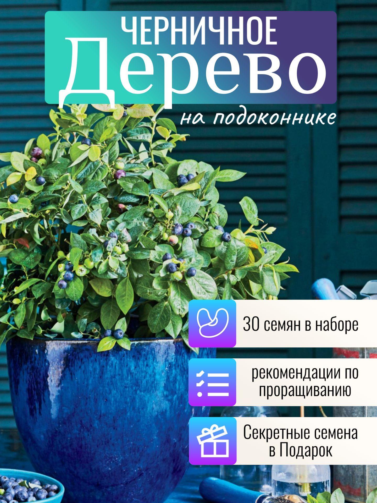 Черничное Дерево семена 30 шт + Бонус + Рекомендации по проращиванию