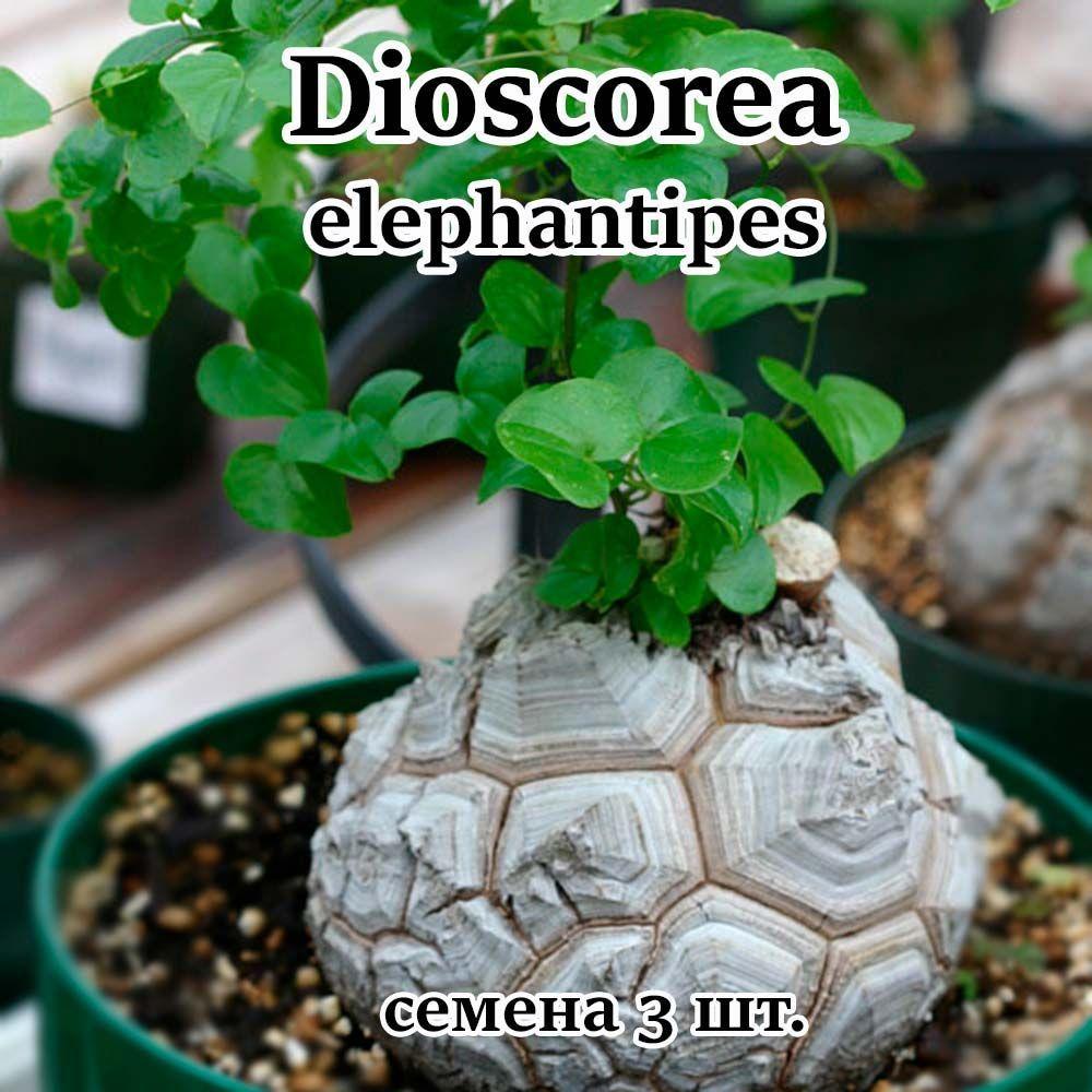 Стильные горшочки | Dioscorea elephantipes семена 3 шт.