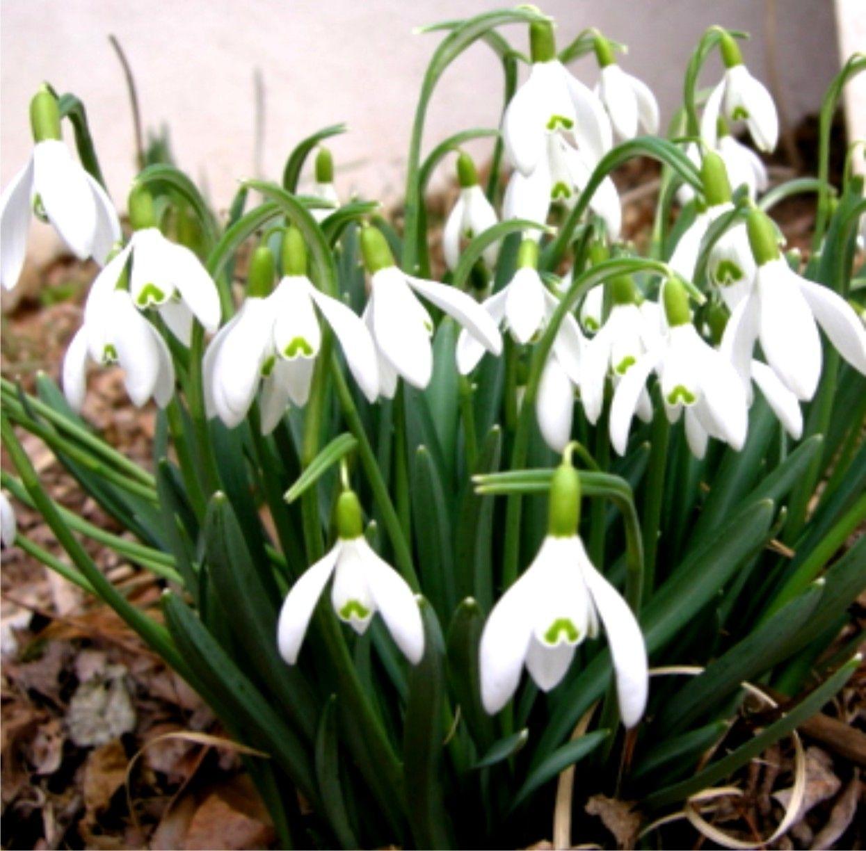 Подснежник Галантус - Galanthus (луковицы для посадки 5 шт)/ клубни, делёнки многолетних растений, корни / для дачи, сада, дома и балкона