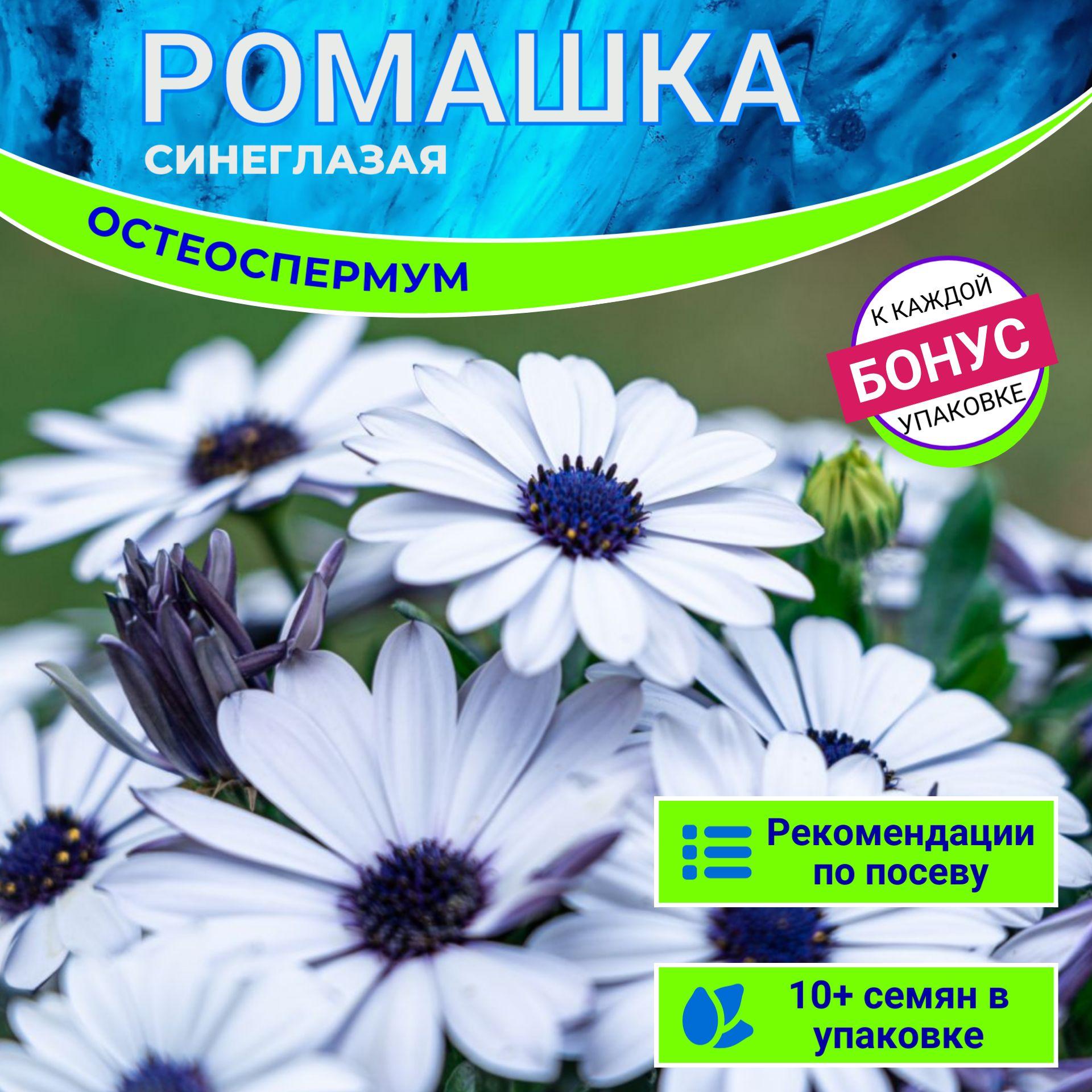 Синеглазая Ромашка Остеоспермум семена 10 шт + Бонус + Рекомендации по посеву БЕСПЛАТНО!