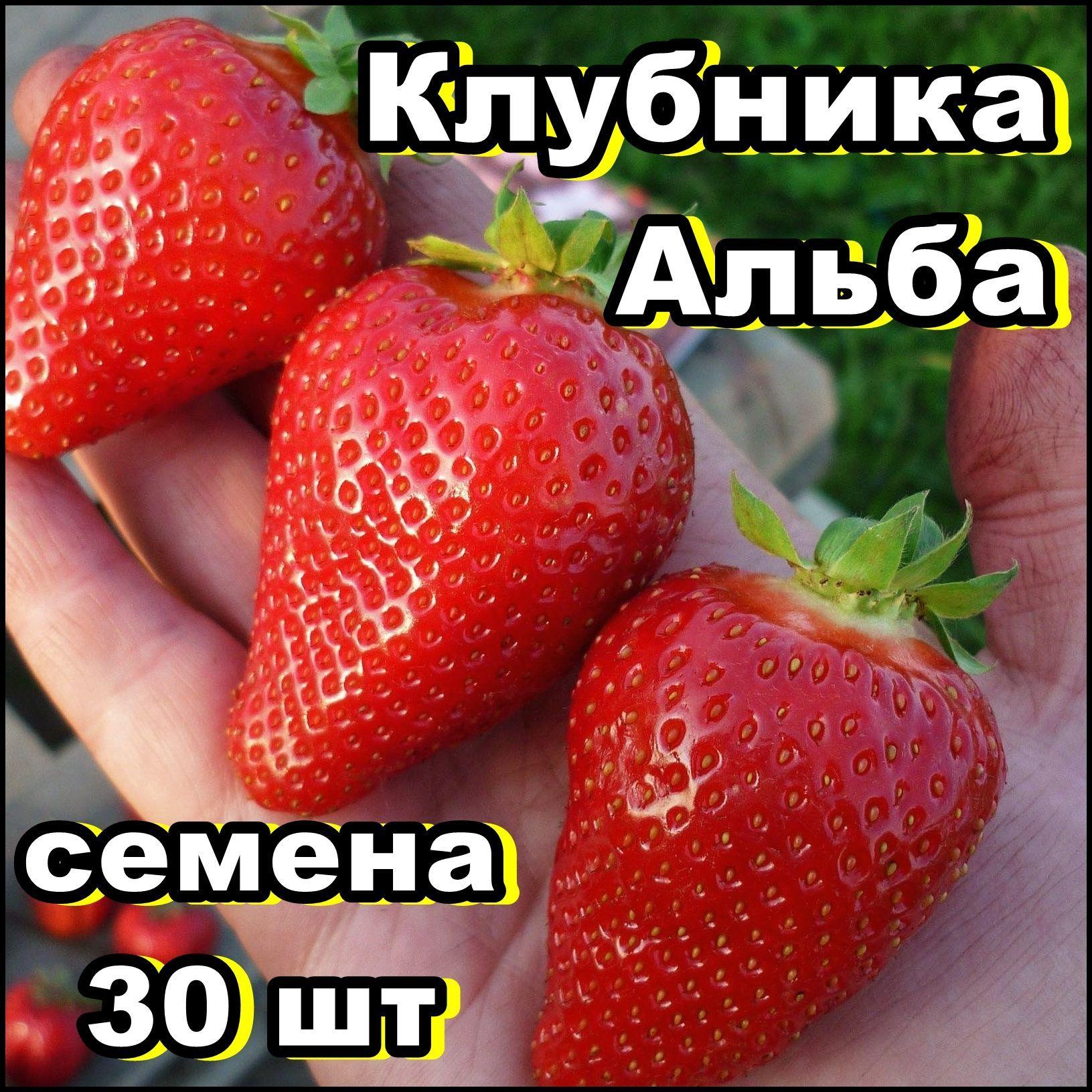 Клубника Альба семена 30 шт