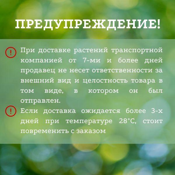 https://cdn1.ozone.ru/s3/multimedia-h/6723848537.jpg