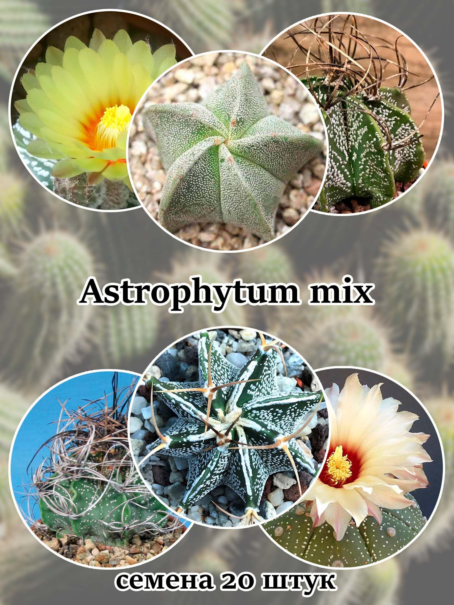 Стильные горшочки | Кактус Astrophytum (смесь видов) семена 20 штук