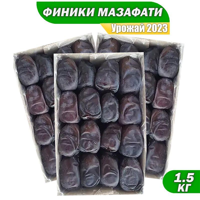 Финики Мазафати Орехголд, 1500г