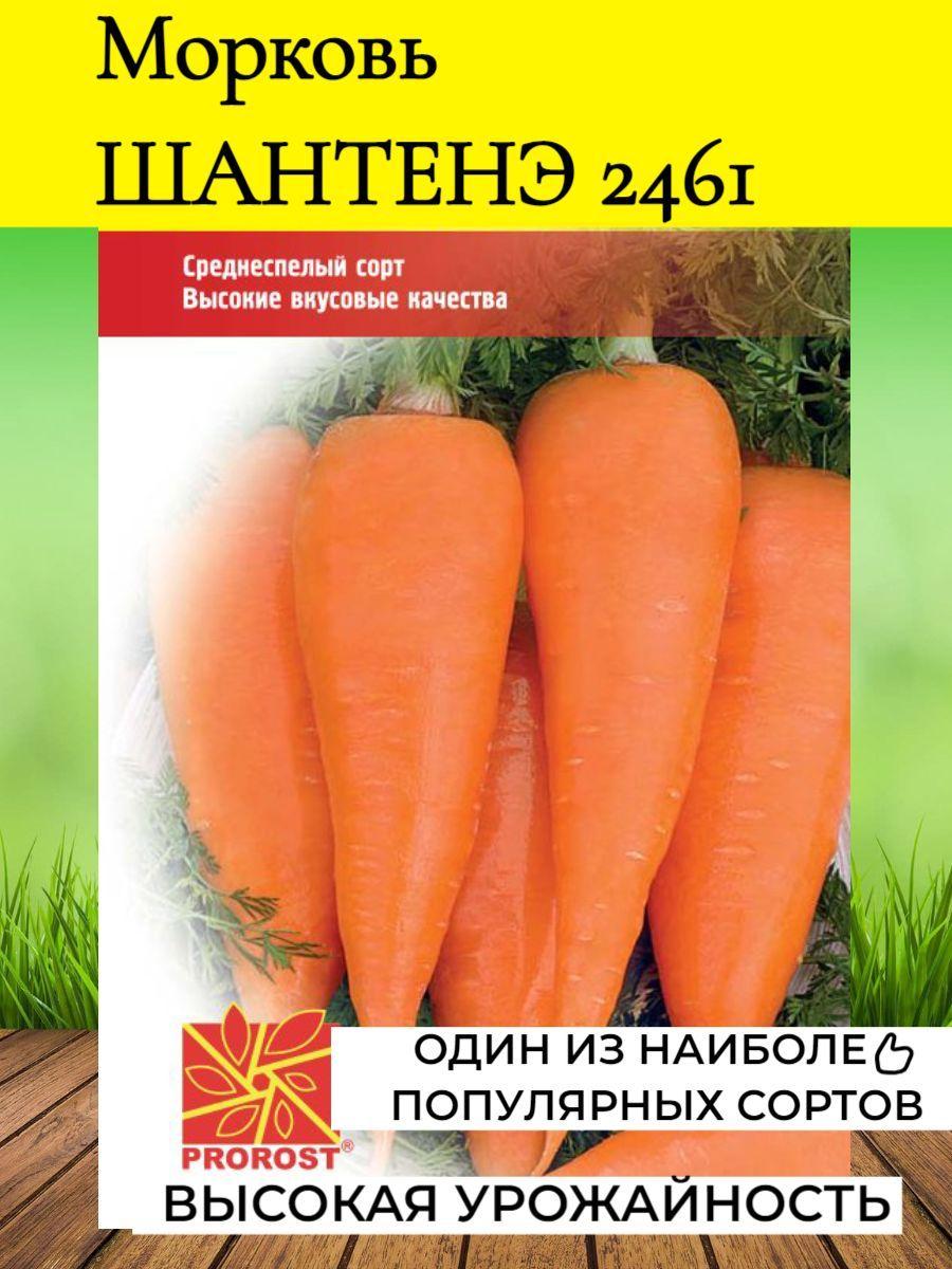 Семена Морковь Шантенэ 2461 2г Пророст