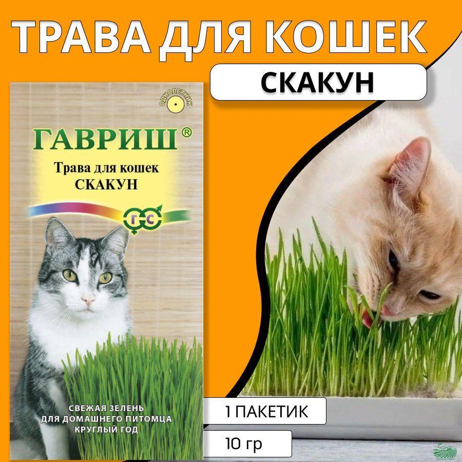 Трава для кошек, семена для проращивания, травка, лакомство