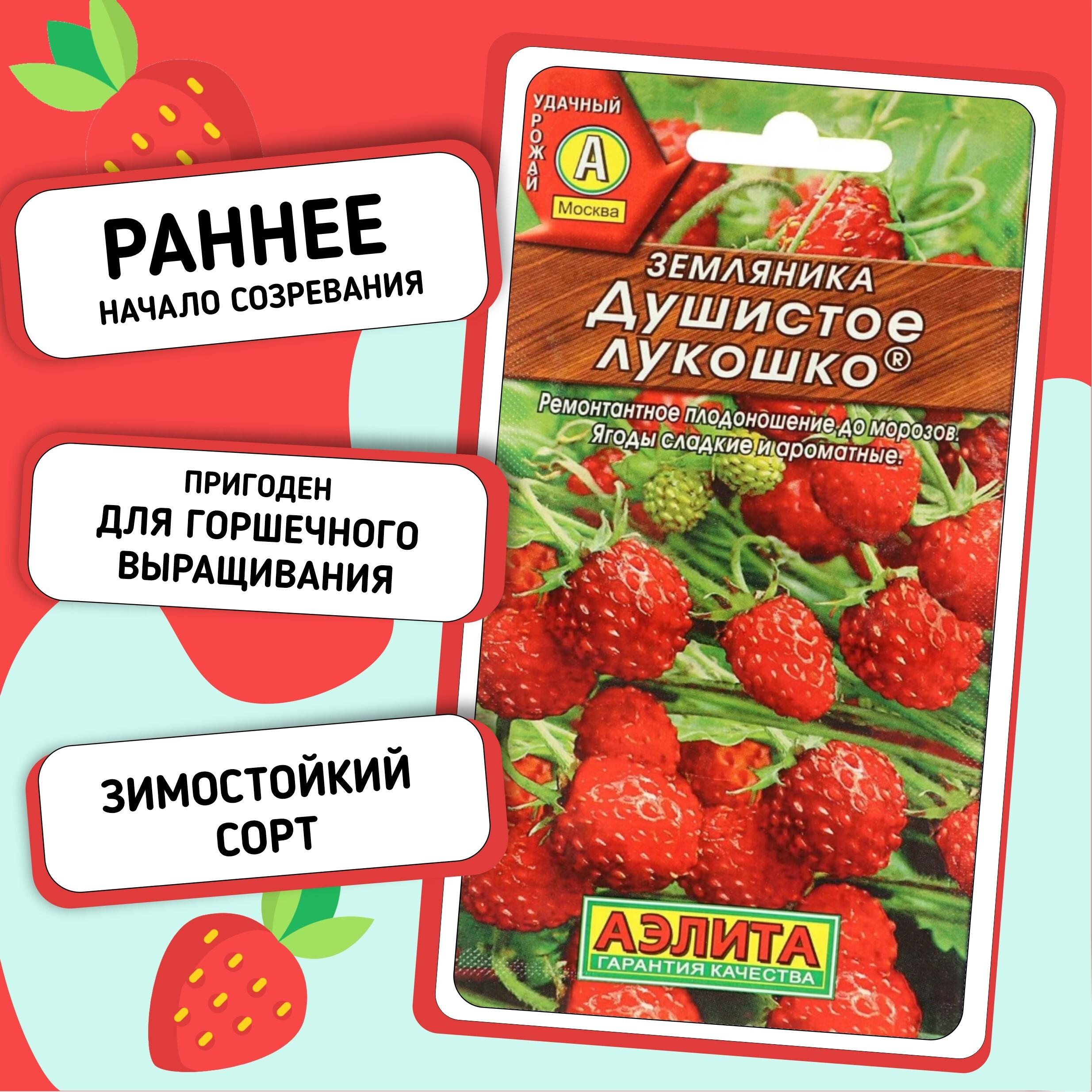 Земляника ремонтантная раннеспелая Душистое лукошко, подходит для выращивания на балконе