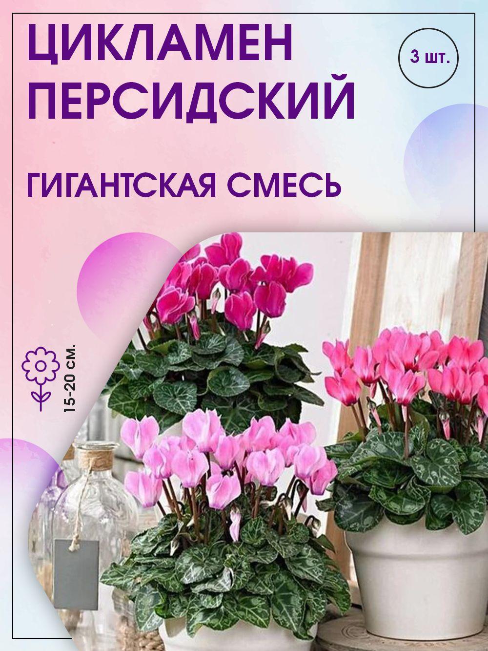 https://cdn1.ozone.ru/s3/multimedia-l/6389595945.jpg