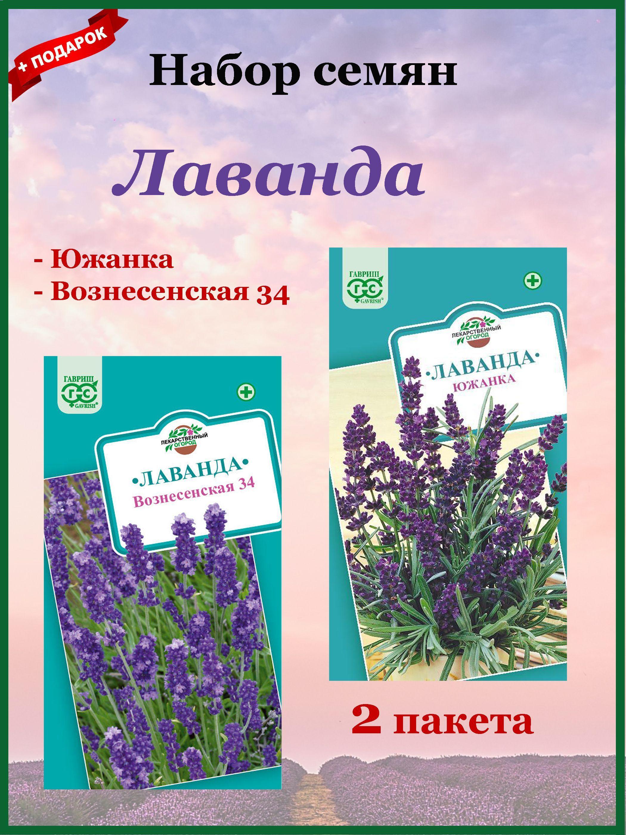 Семена Лаванда Набор №1 (Гавриш) Узколистная 2шт. Вознесенская 34, Южанка