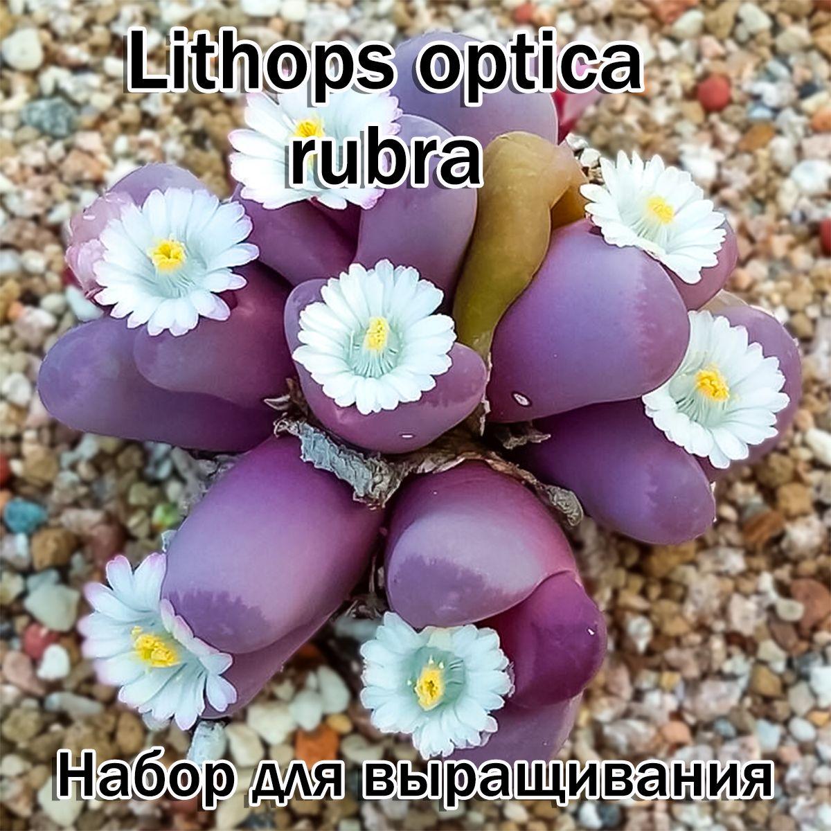 Литопсы Lithops optica cv. rubra (живые камни, суккуленты) набор для выращивания (семена, грунт, горшочек, инструкция по посеву).