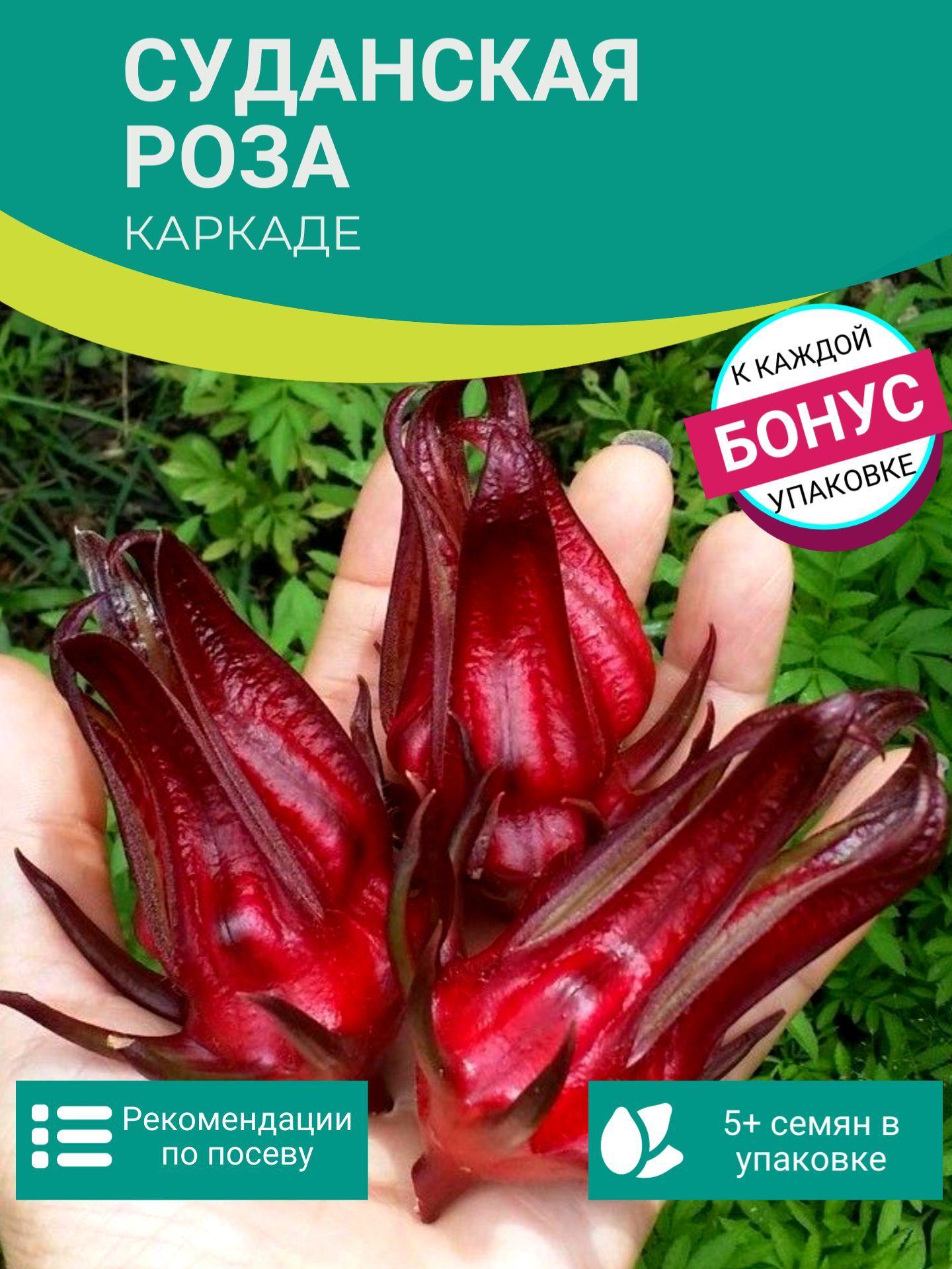 Суданская Роза Каркаде семена 5 шт Hibiscus sabdariffa + Бонус + Рекомендации по проращиванию БЕСПЛАТНО!