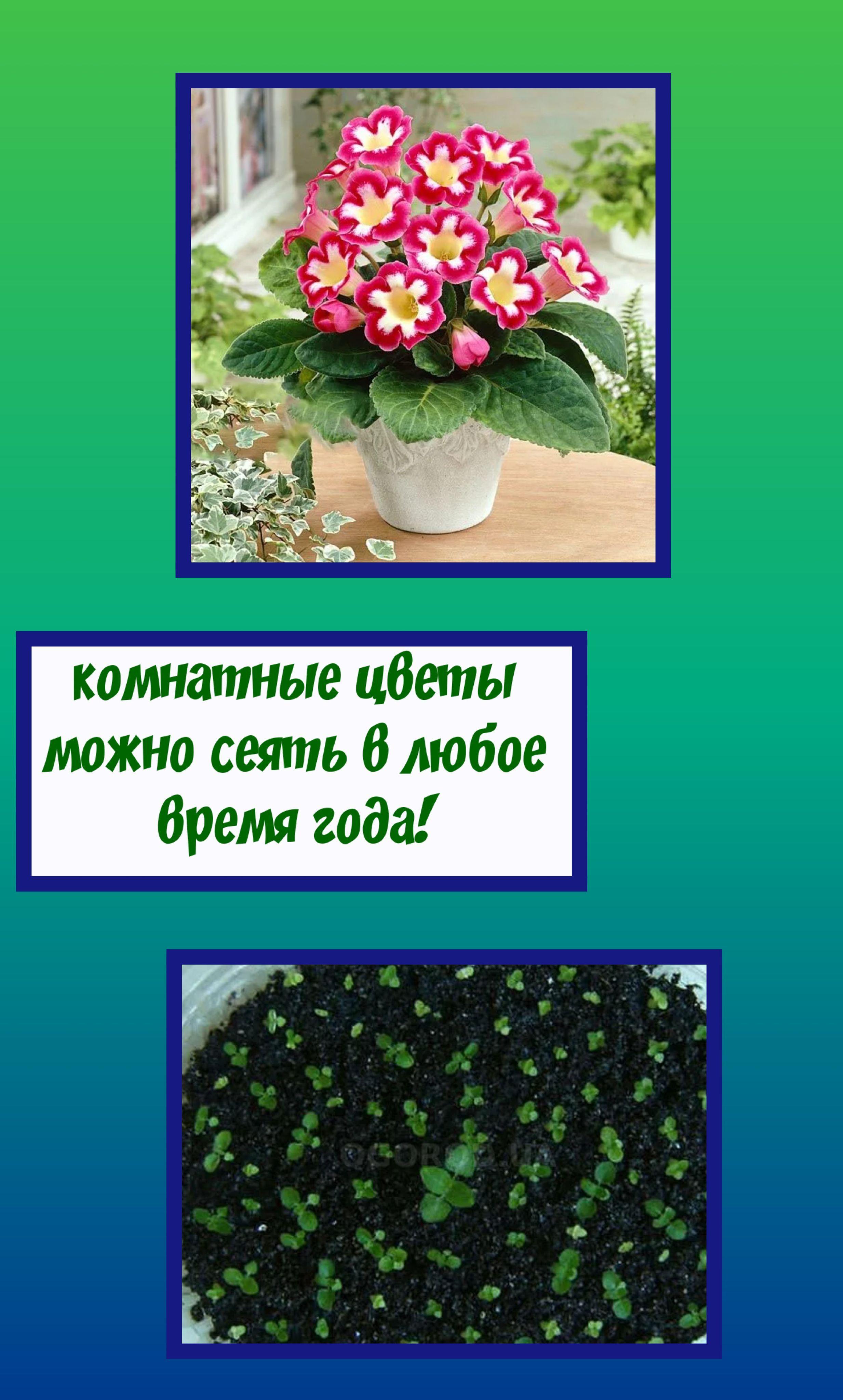 https://cdn1.ozone.ru/s3/multimedia-p/6806966785.jpg