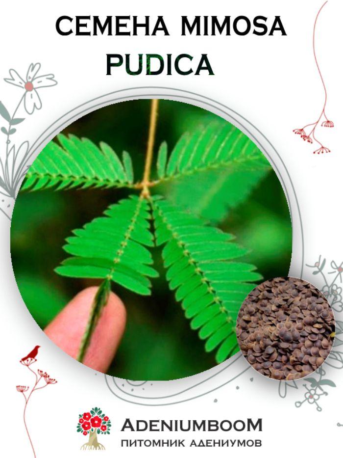 Семена Mimosa Pudica (5 шт.) / Мимоза Стыдливая, семена редких экзотических комнатных растений