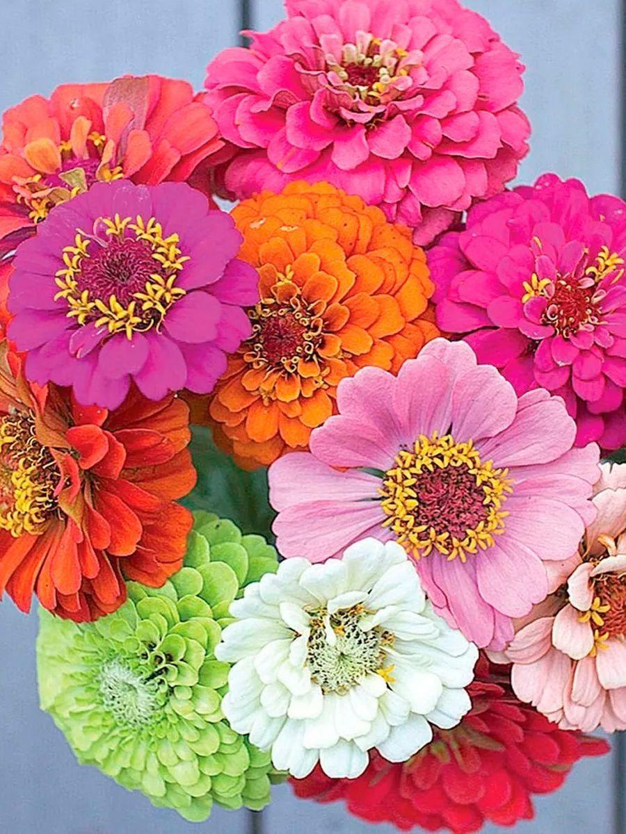 https://cdn1.ozone.ru/s3/multimedia-r/6809402043.jpg