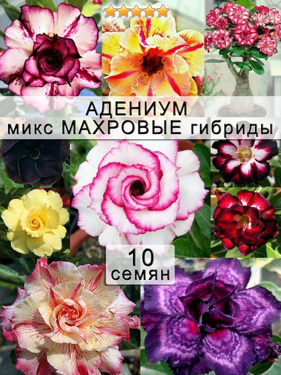 Магия природы | Магия природы Семена ,10шт