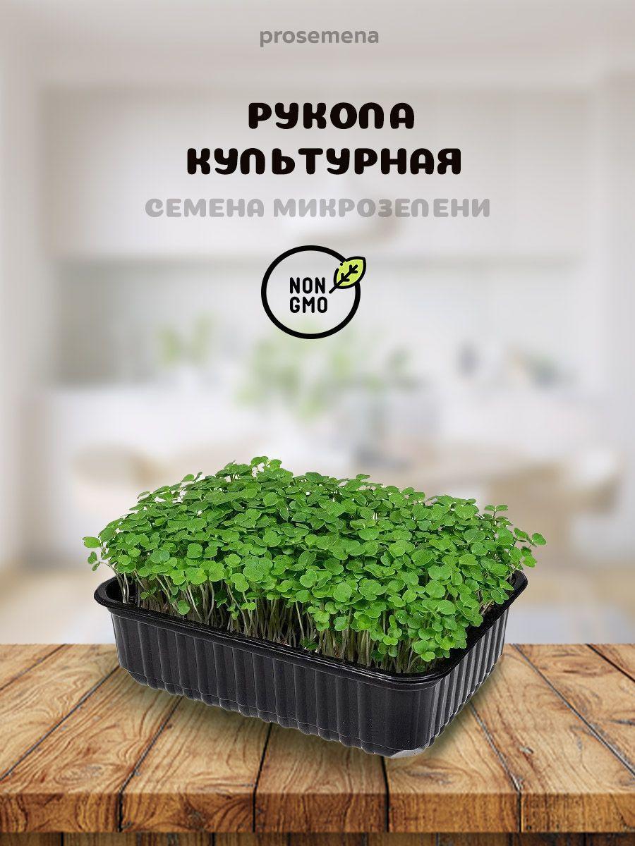 PROsemena | Семена микрозелени Рукола культурная 100 г