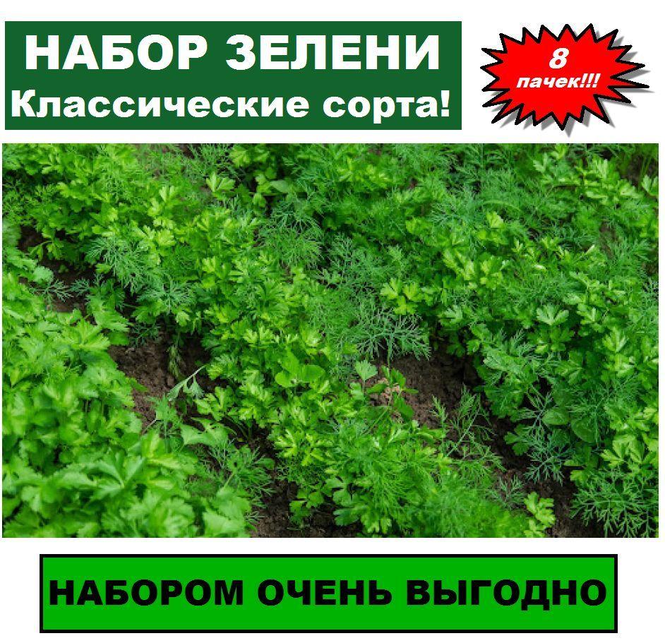 Набор зелени (8 пачек): семена петрушки, укропа, базилика, сельдерея, шпината, кориандра (кинзы). Урожай весь сезон! Классические сорта!