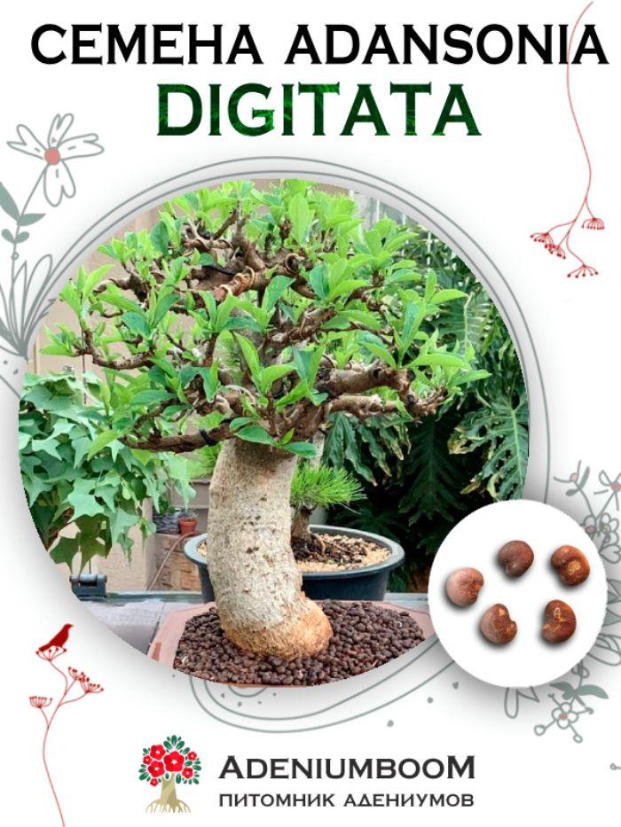 AdeniumBOOM | Семена Adansonia Digitata (5 шт.) / Адансония Пальчатая, Баобаб, семена редких экзотических комнатных растений