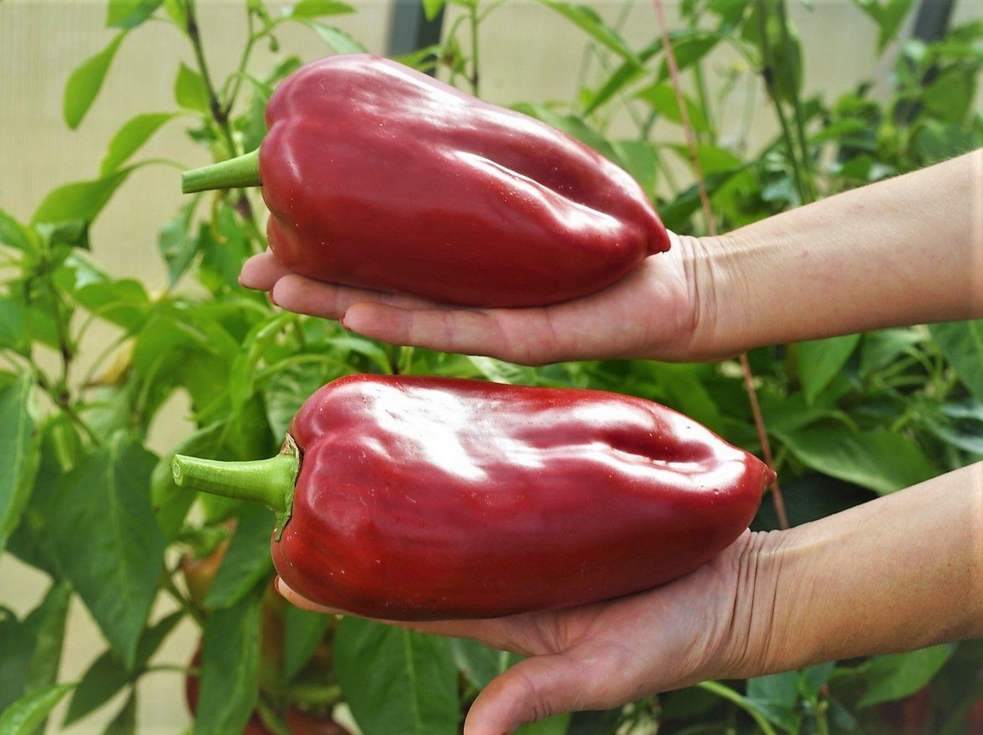 Семена Перец сладкий ЛЮБОВА ЛАДОНЬ (Ljubo's Palm) / Seeds And Goods / в пакетике zip-lock без полиграфии 15 семян