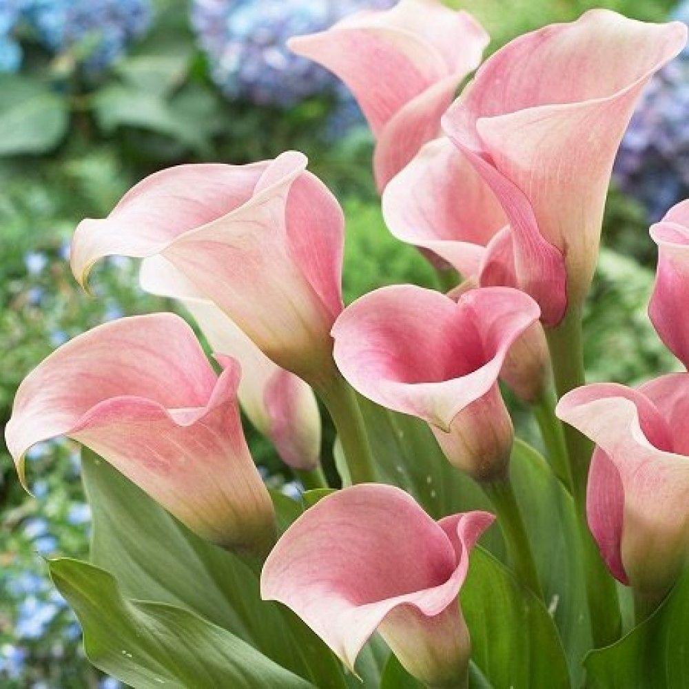 https://cdn1.ozone.ru/s3/multimedia-y/6589781350.jpg