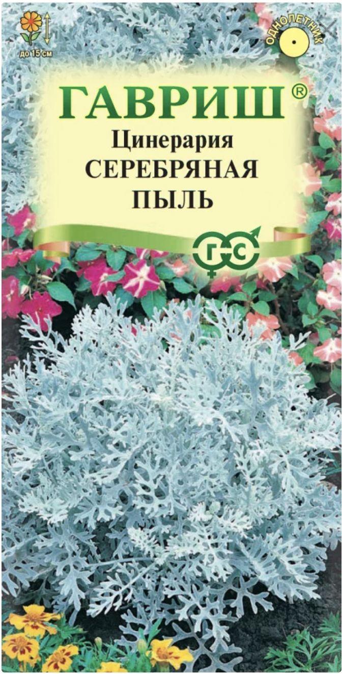 Цинерария приморская СЕРЕБРЯНАЯ ПЫЛЬ, 1 пакет, семена 0,05 г, Гавриш