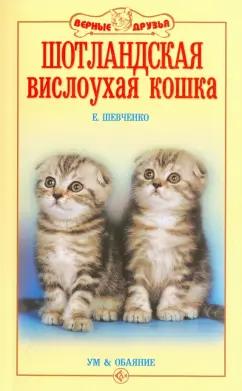 Елена Шевченко: Шотландская вислоухая кошка. Ум и обаяние