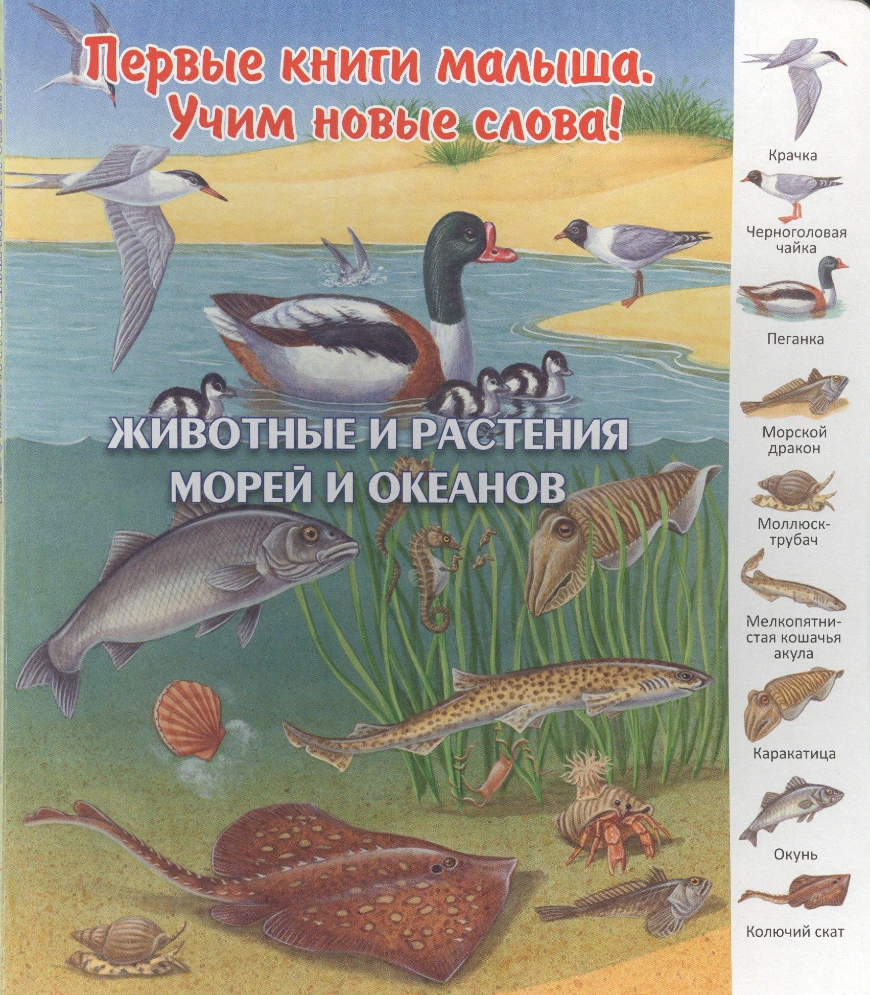 Улыбка | Животные и растения морей и океанов (ПерКнМалУчНовСл) (картон) Комарова