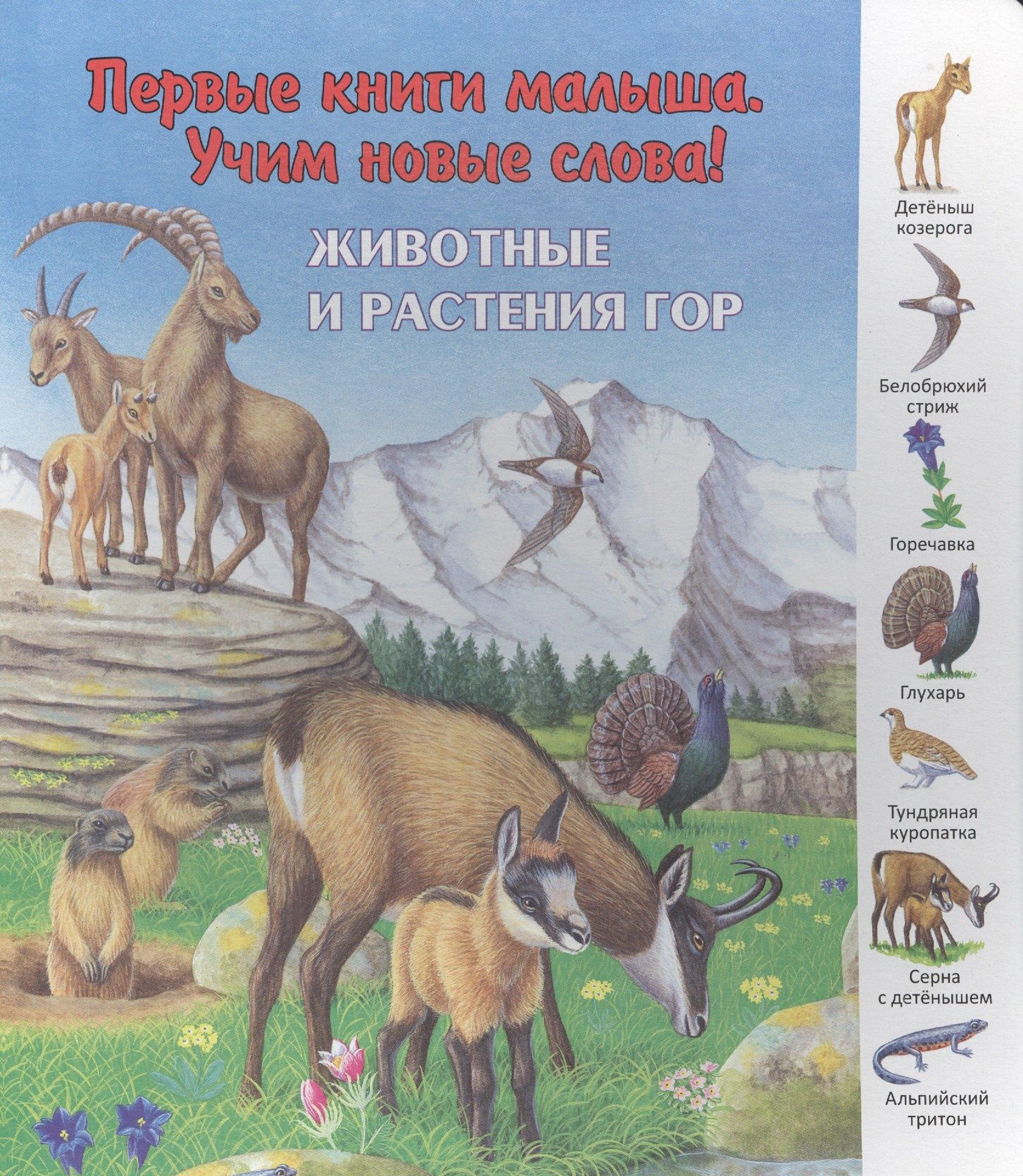Улыбка | Животные и растения гор (ПерКнМалУчНовСл) (картон) Комарова