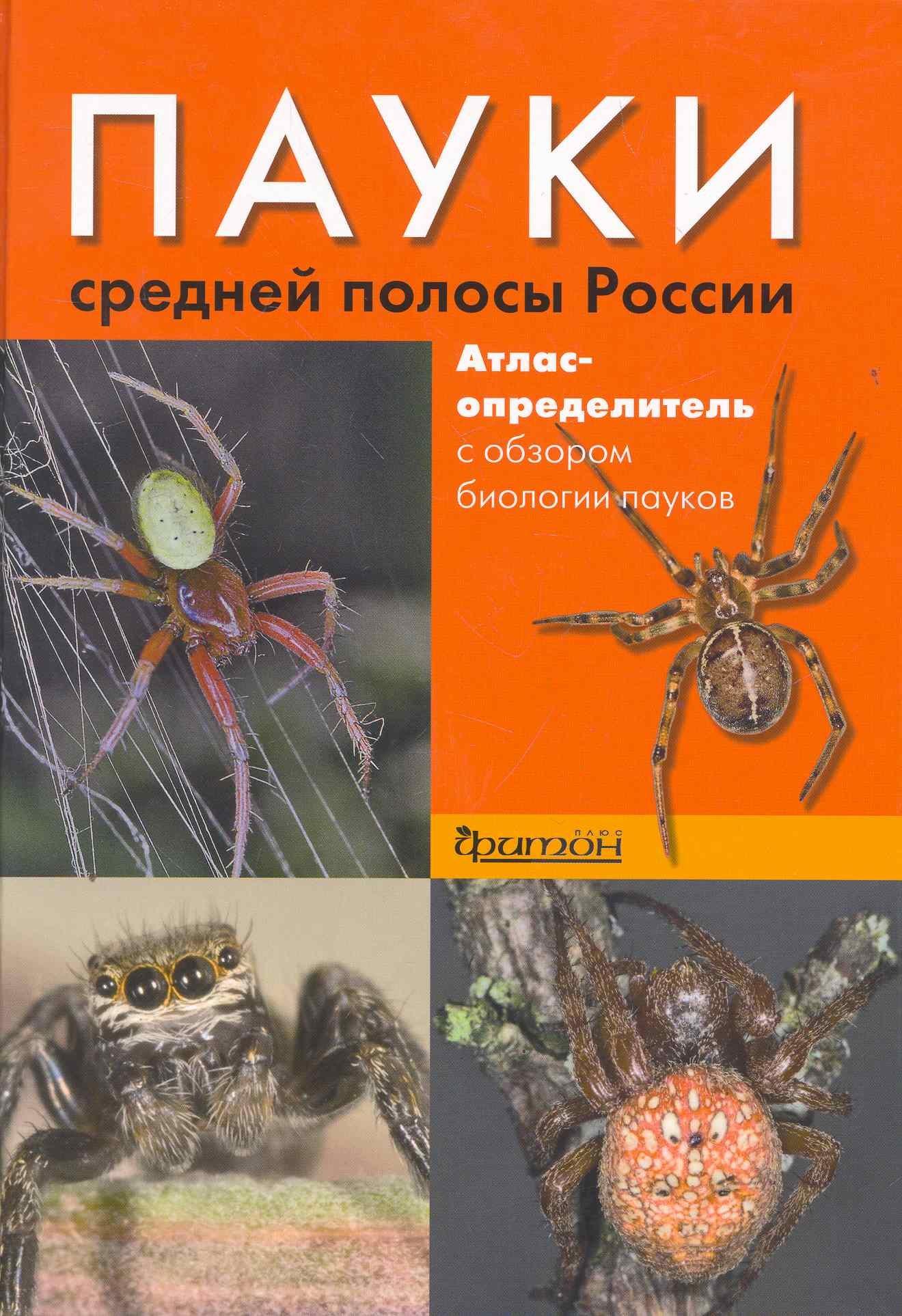 Фитон ХХI | Пауки средней полосы России