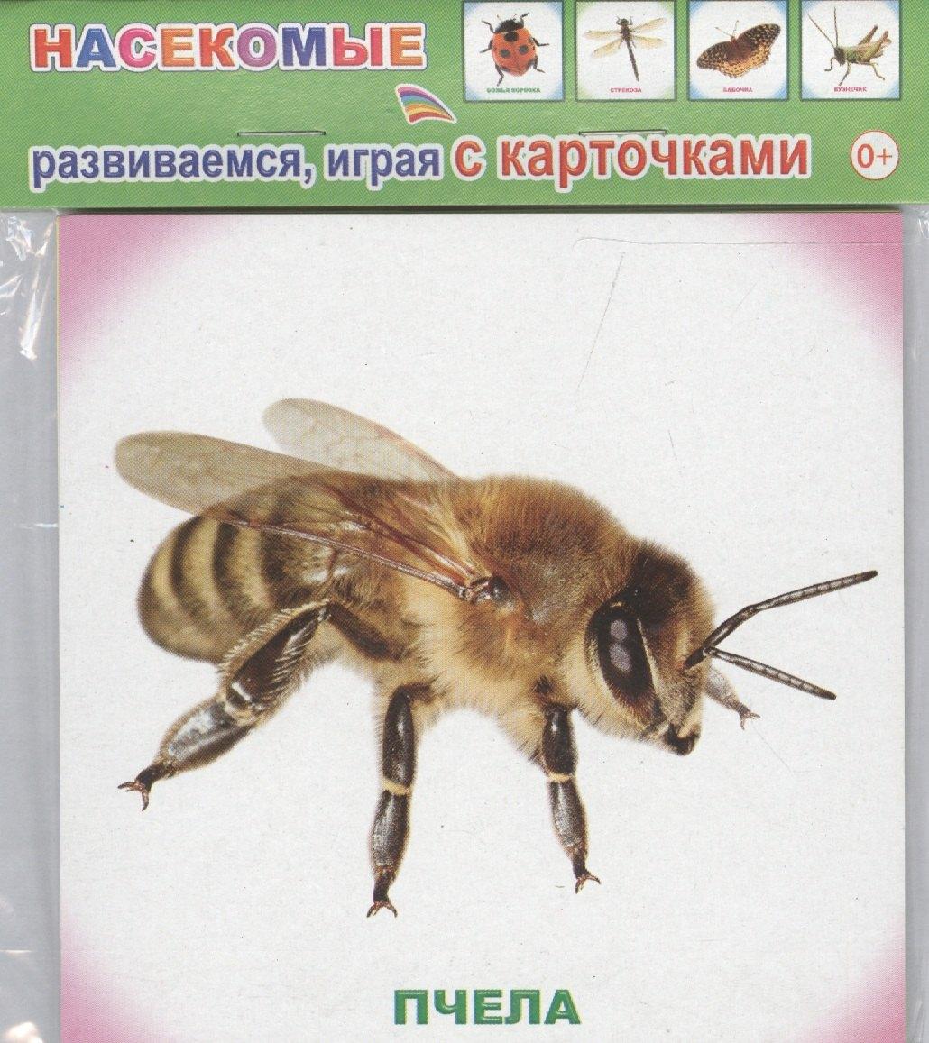 Алфея | Обучающие карточки. Насекомые