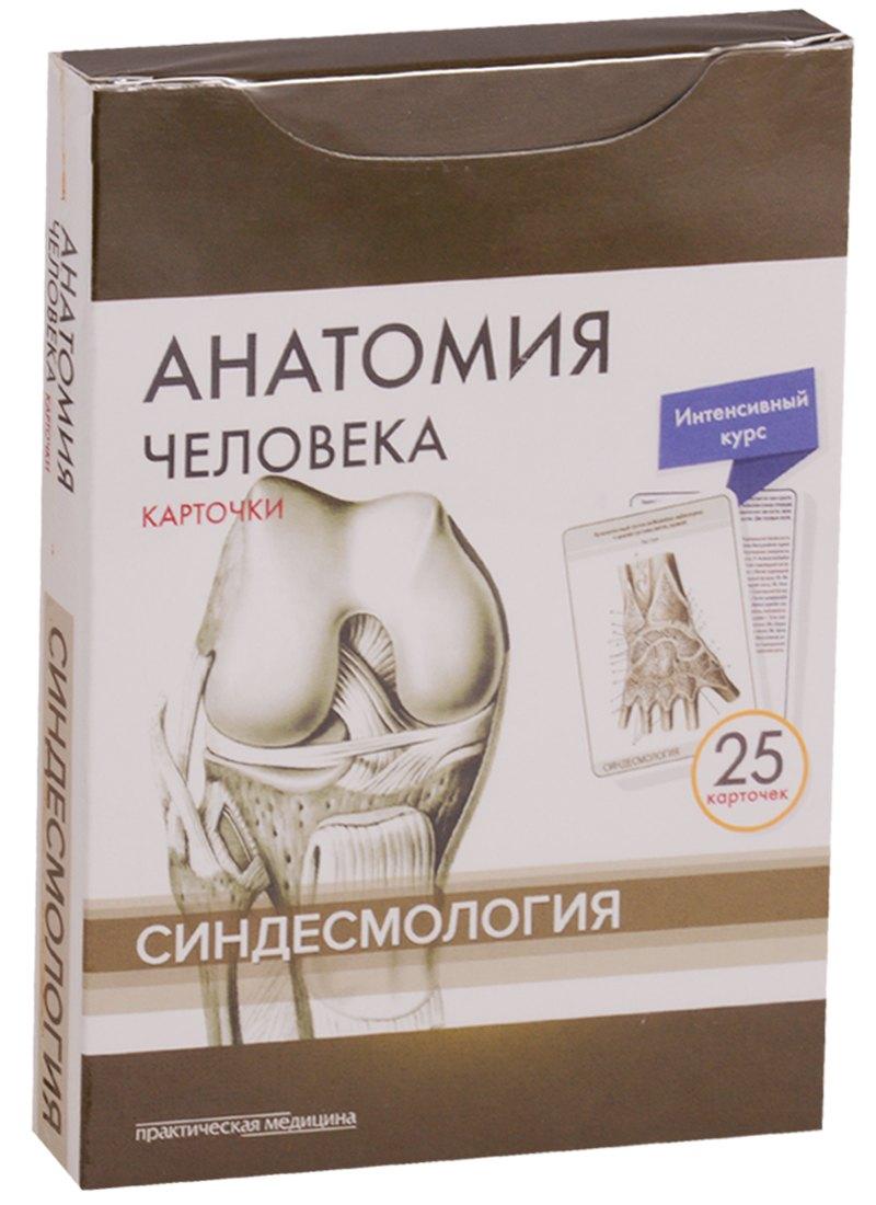 Практическая медицина | Анатомия человека. Синдесмология (25 карточек)