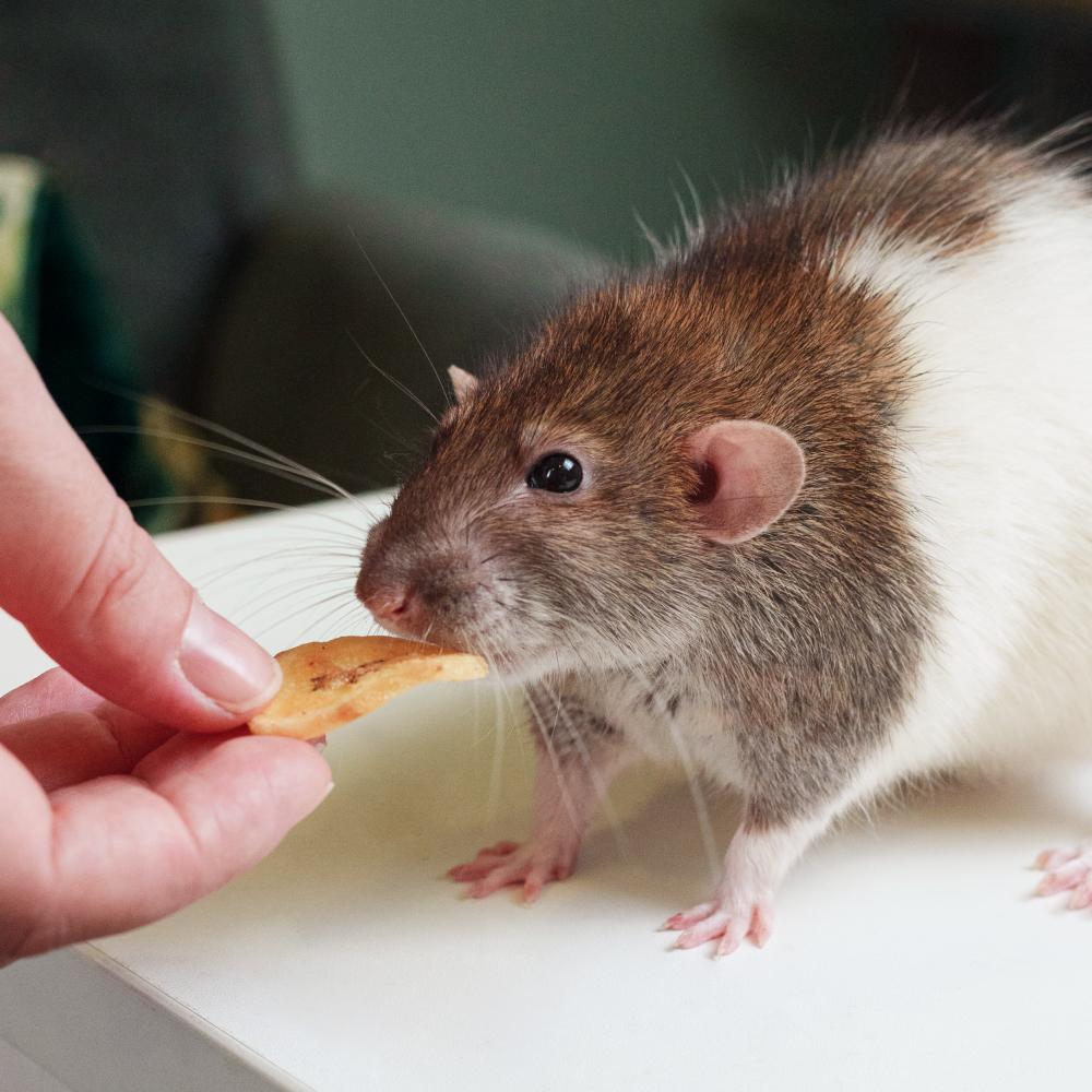 https://storage.yandexcloud.net/pim-core/417793.jpeg