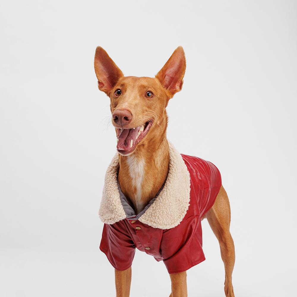 Petmax Куртка из кожзама для собак, 4XL, красная (унисекс)