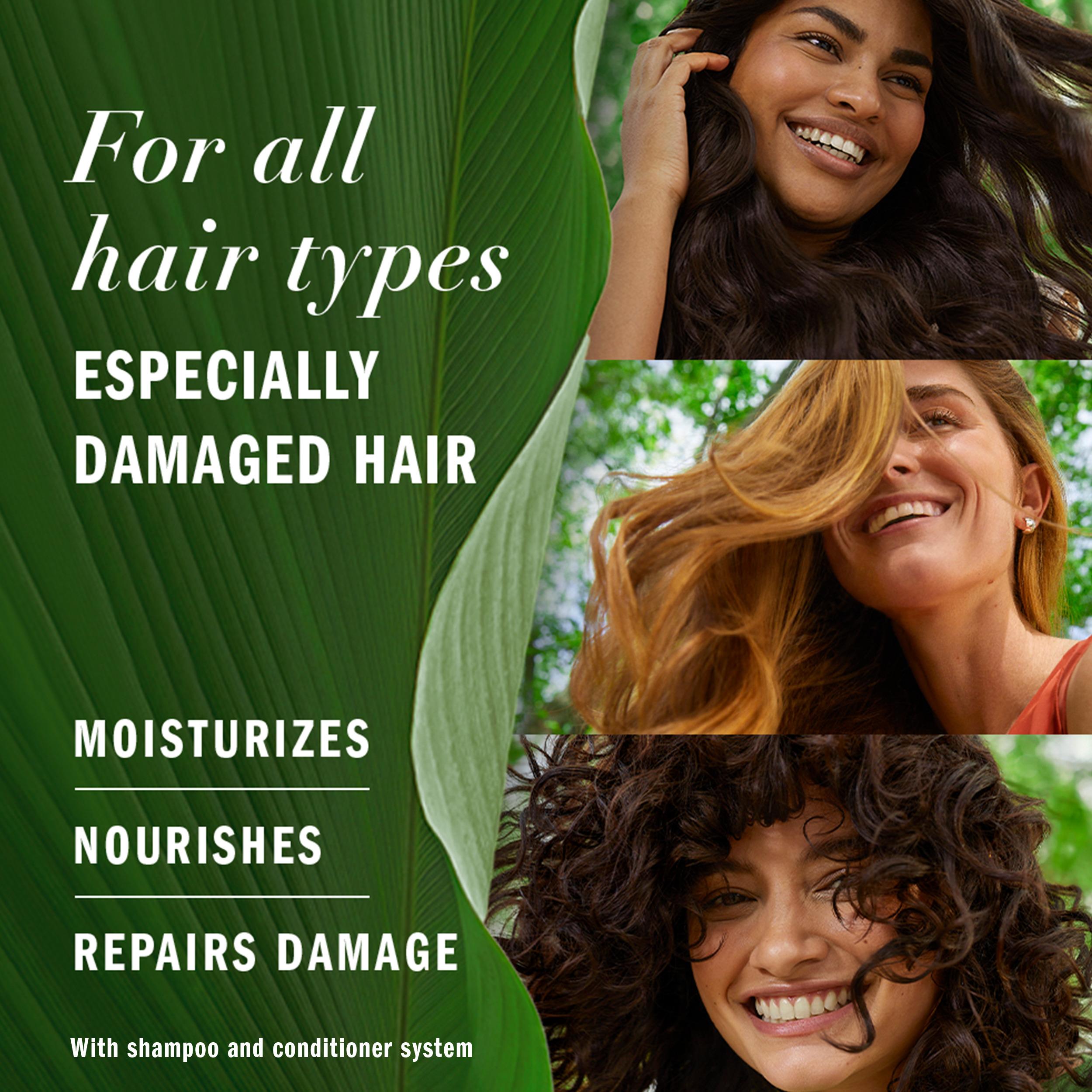 Herbal Essences Argan Oil Paraben Free Shampoo Hair Repair, for All Hair Types, 20.2 fl oz