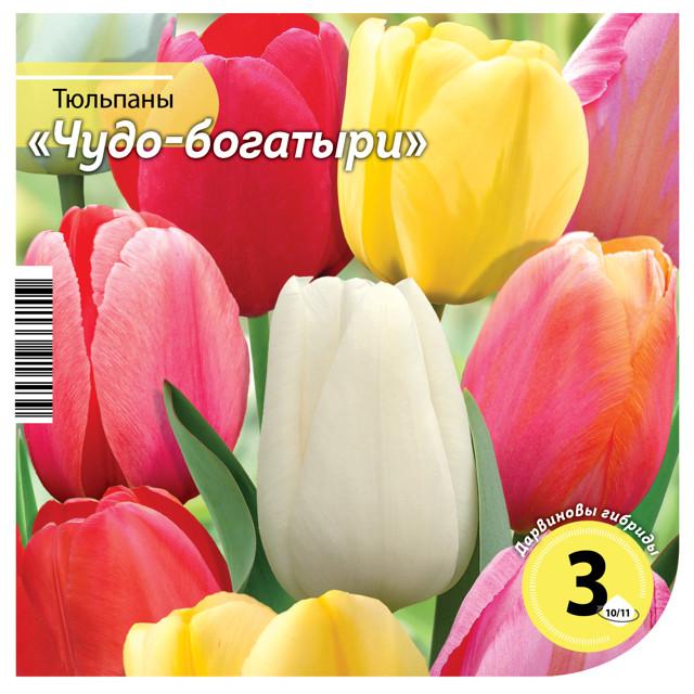 луковицы Тюльпаны смесь дарвиновы гибриды Чудо богатыри 10/11 3шт