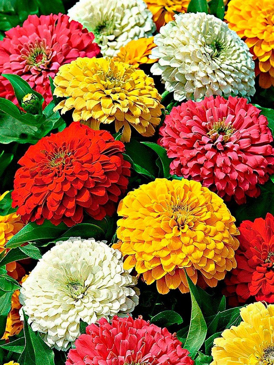 https://cdn1.ozone.ru/s3/multimedia-1-0/6939771264.jpg