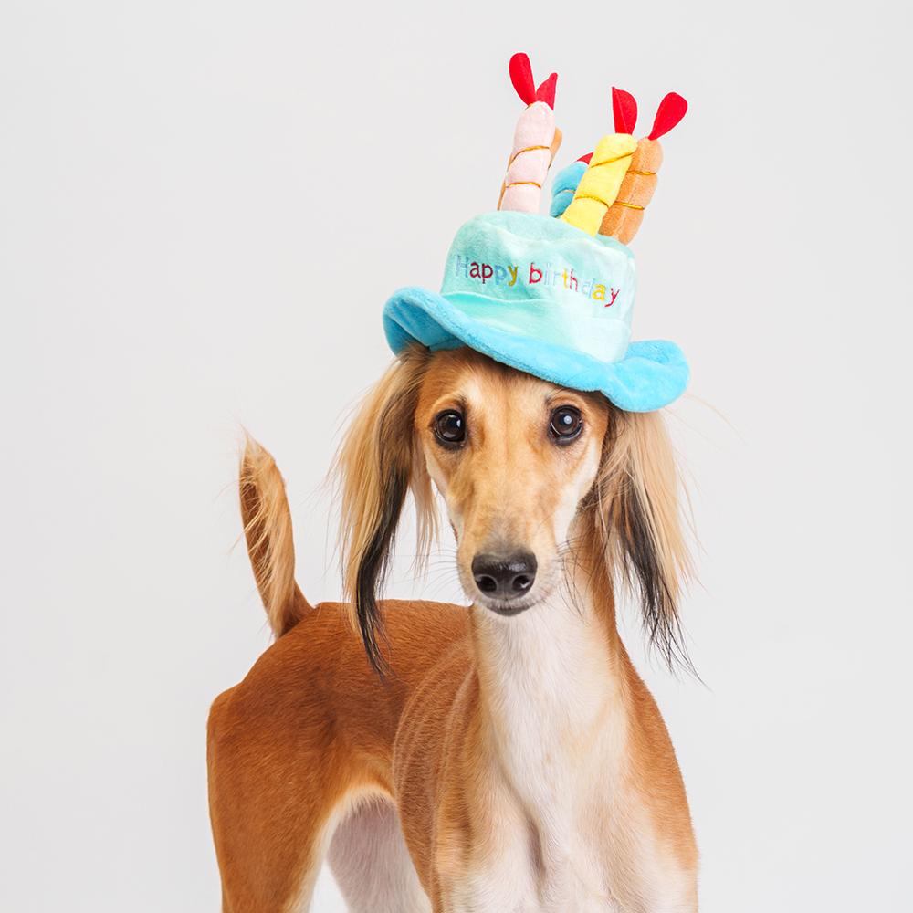 RURRI Шляпка для кошек и собак Happy Birthday, диаметр с полями 18 см (без полей 10 см), высота 18 см, голубая